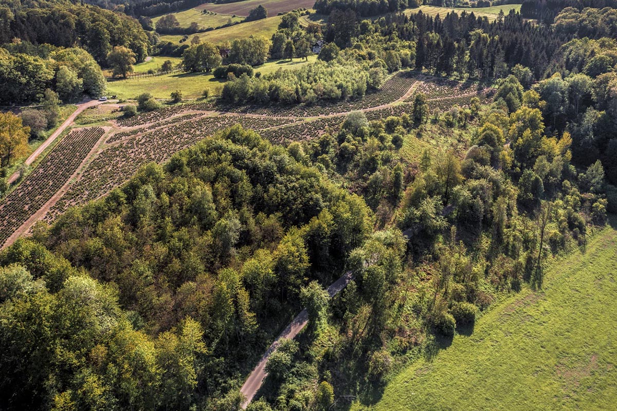 Budowa domu na działce leśnej – jakie są możliwości i ograniczenia