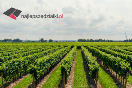 Gdzie szukać wiarygodnych ofert działek na sprzedaż?