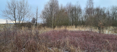 Na sprzedaż działka budowlana - Stary Wielisław -
dolnośląskie Zdjęcie nr 3