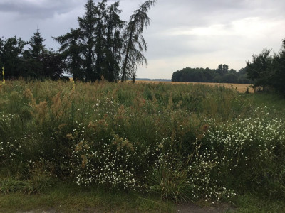 Na sprzedaż działka budowlana - Łopienno -
wielkopolskie Zdjęcie nr 4