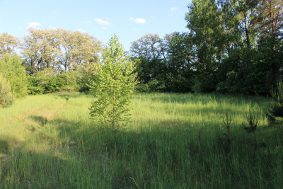 Działka inwestycyjna 4,45 ha z własną linią brzegową rzeki Liswarty | Troniny | gm. Lipie -
śląskie Zdjęcie nr 6