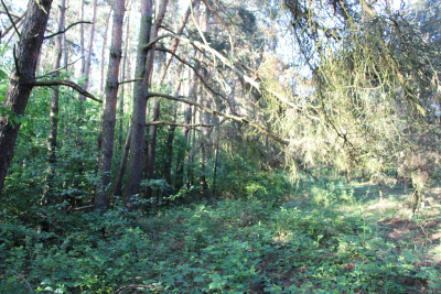 Działka inwestycyjna 4,45 ha z własną linią brzegową rzeki Liswarty | Troniny | gm. Lipie -
śląskie Zdjęcie nr 8