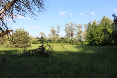 Działka inwestycyjna 4,45 ha z własną linią brzegową rzeki Liswarty | Troniny | gm. Lipie -
śląskie Zdjęcie nr 10