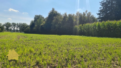 Działka mieszkaniowa inwestycyjna budowlana - Zemborzyce  -
lubelskie Zdjęcie nr 3