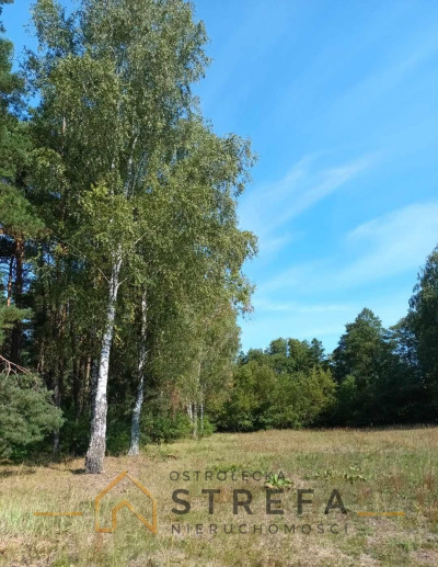 Działki 3036 arów  Kruszewo gm Goworowo  Natura 2000 - Kruszewo  -
mazowieckie Zdjęcie nr 3