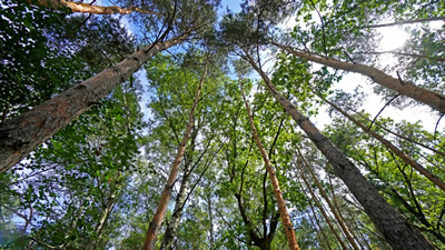 Działka z lasem! MPZP, klimatyczna okolica -
wielkopolskie Zdjęcie nr 3