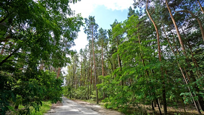 Działka z lasem! MPZP, klimatyczna okolica -
wielkopolskie Zdjęcie nr 9