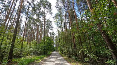 Działka z lasem! MPZP, klimatyczna okolica -
wielkopolskie Zdjęcie nr 8