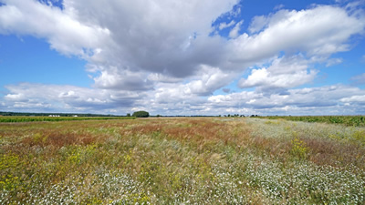 Działka szeroki front 60m PIĘKNY WIDOK po HORYZONT -
wielkopolskie Zdjęcie nr 2