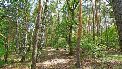 Działka z lasem! MPZP, klimatyczna okolica -
wielkopolskie Zdjęcie nr 4