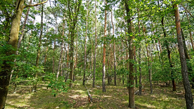 Działka z lasem! MPZP, klimatyczna okolica -
wielkopolskie Zdjęcie nr 2