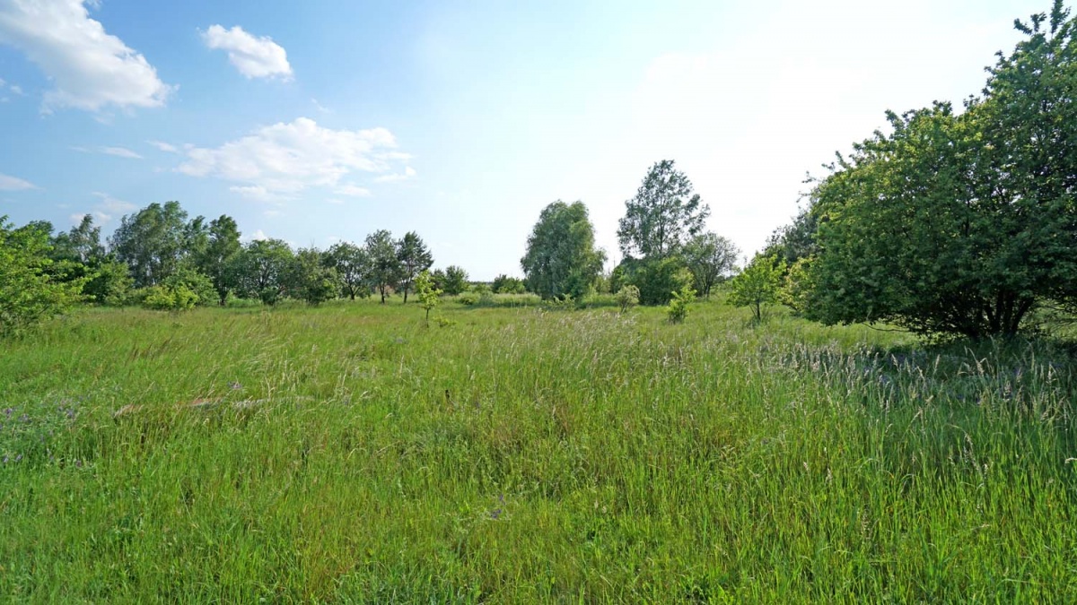 Działka budowlana z MPZP, front 24m, głębokość 50m -
wielkopolskie Zdjęcie nr 1