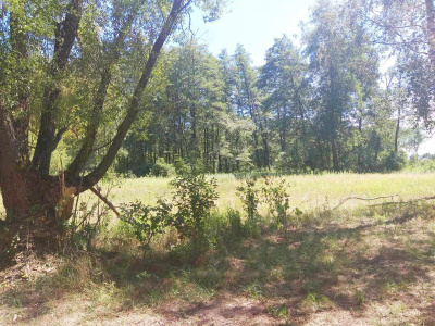 Na sprzedaż duża działka budowlana przy  Kampinosie -
Mazowieckie Zdjęcie nr 3