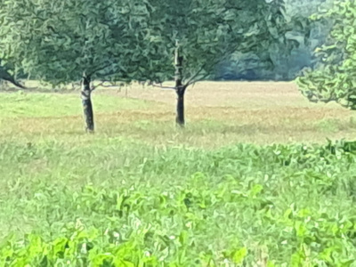 Sprzedam dużą działkę budowlano-rolną przy lesie. -
mazowieckie Zdjęcie nr 3