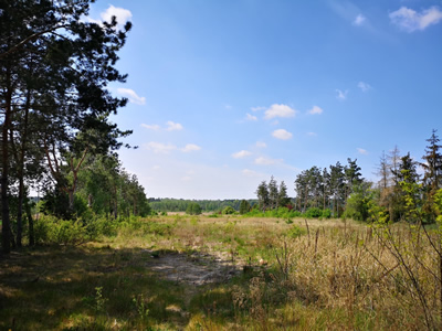 KOMPLEKS 3 DZIAŁEK OBOK JEZIORA POD OSIEDLE DOMÓW -
wielkopolskie Zdjęcie nr 14