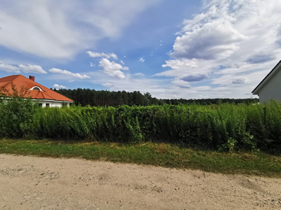 DZIAŁKA BLISKO LASU Z WYDANYM PnB -
wielkopolskie Zdjęcie nr 5