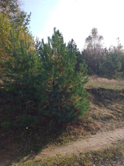 Działka Pod Zabudowę Jednorodzinną -  Trzebuń  -
pomorskie Zdjęcie nr 4