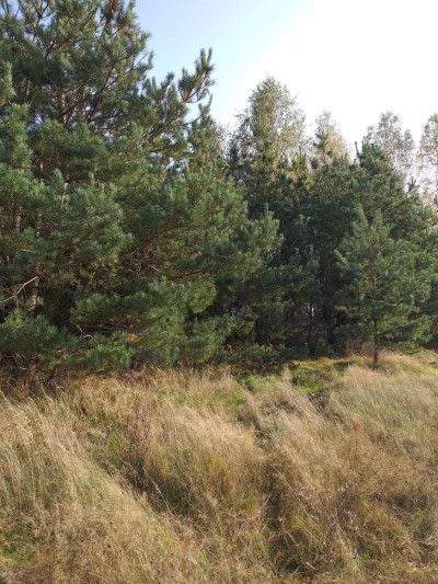 Działka Pod Zabudowę Jednorodzinną -  Trzebuń  -
pomorskie Zdjęcie nr 5