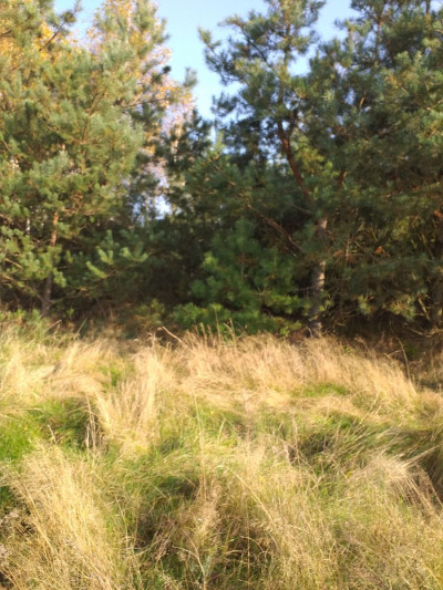 Działka Pod Zabudowę Jednorodzinną -  Trzebuń  -
pomorskie Zdjęcie nr 6