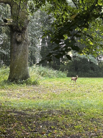 Na sprzedaż działka budowlana - Poznań -
wielkopolskie Zdjęcie nr 13