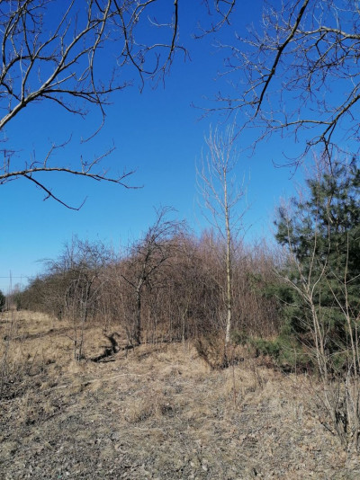 Na sprzedaż działka budowlana - Rzędkowice -
śląskie Zdjęcie nr 6