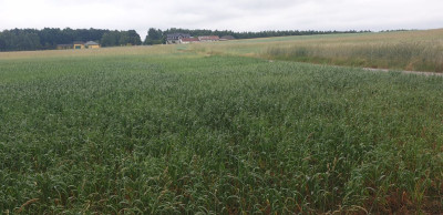 Na sprzedaż działka budowlana - Wola Pasikońska -
mazowieckie Zdjęcie nr 3