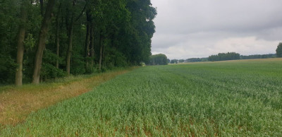 Na sprzedaż działka budowlana - Wola Pasikońska -
mazowieckie Zdjęcie nr 7