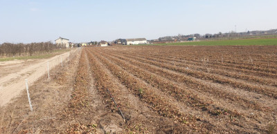 Na sprzedaż działka budowlana - Michalczew -
mazowieckie Zdjęcie nr 11