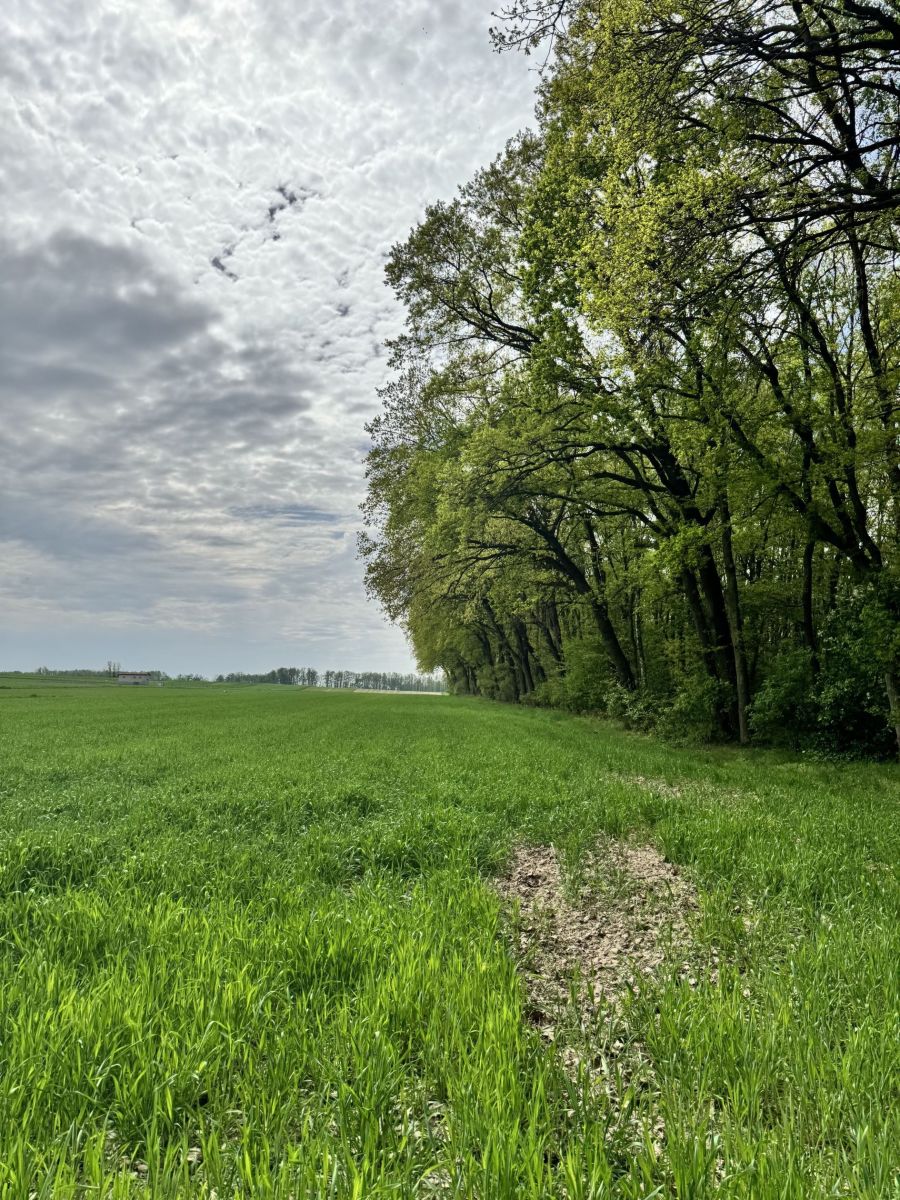 Na sprzedaż działka budowlana - Wola Pasikońska -
mazowieckie Zdjęcie nr 1