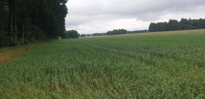 Na sprzedaż działka budowlana - Wola Pasikońska -
mazowieckie Zdjęcie nr 8