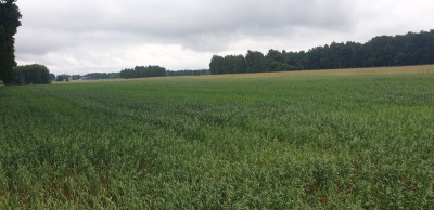 Na sprzedaż działka budowlana - Wola Pasikońska -
mazowieckie Zdjęcie nr 9