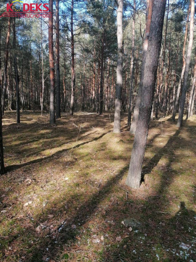 Na sprzedaż działka leśna - Wieliszew -
mazowieckie