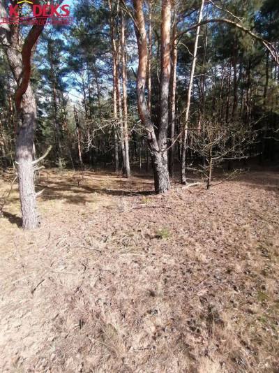 Na sprzedaż działka leśna - Wieliszew -
mazowieckie Zdjęcie nr 2