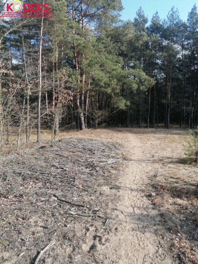 Na sprzedaż działka leśna - Wieliszew -
mazowieckie Zdjęcie nr 4