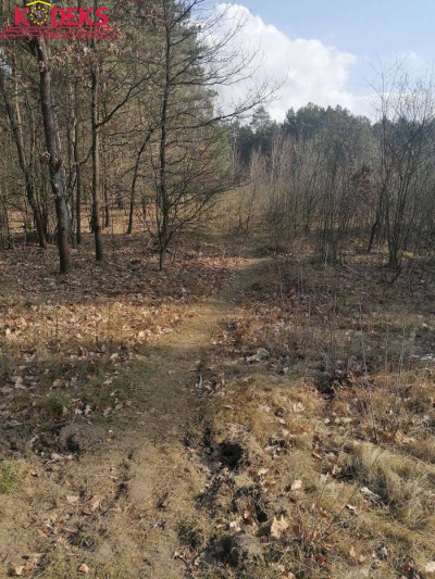 Na sprzedaż działka leśna - Wieliszew -
mazowieckie Zdjęcie nr 5