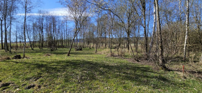 Na sprzedaż działka budowlana - Stary Wielisław - dolnośląskie