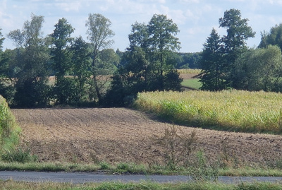 Działka 42 ary pod zabudowę, Smólnik, gm. Krzymów, pow. Koniński, woj. Wielkopolskie -
Wielkopolskie Zdjęcie nr 4