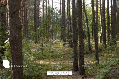 Helenów - dwie działki aglomeracja warszawska - Helenów  -
Mazowieckie Zdjęcie nr 11