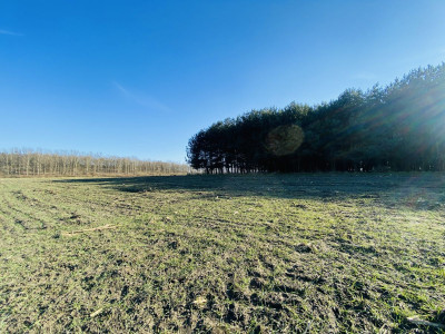  Pod lasem  15min od Katowic  2min od DK 81  - Orzesze  -
Śląskie Zdjęcie nr 11