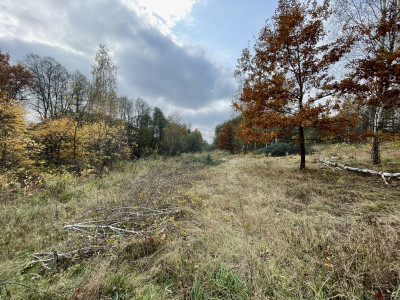 WZ  Media  Droga asfaltowa  Lasy  Zalew  - Ostojów  -
Świętokrzyskie Zdjęcie nr 10