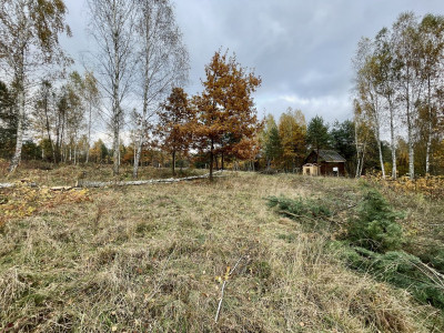 WZ  Media  Droga asfaltowa  Lasy  Zalew  - Ostojów  -
Świętokrzyskie Zdjęcie nr 14