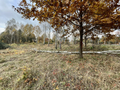 WZ  Media  Droga asfaltowa  Lasy  Zalew  - Ostojów  -
Świętokrzyskie Zdjęcie nr 9