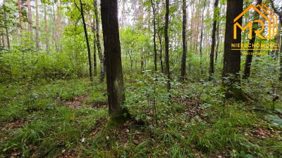 Duża działka leśna w gminie Osiek - Ossala  -
ŚWIĘTOKRZYSKIE Zdjęcie nr 4