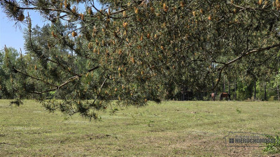 Okole - Grunt siedliskowy w otoczeniu lasu ok 100 - Okole   -
Zachodniopomorskie Zdjęcie nr 13