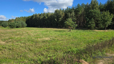 Dargikowo - działka pod lasem - 45 km od morza - n - Dargikowo  -
Zachodniopomorskie Zdjęcie nr 11