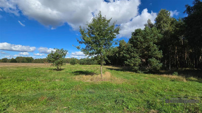 Dargikowo - działka pod lasem - 45 km od morza - n - Dargikowo  -
Zachodniopomorskie Zdjęcie nr 14