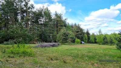 Duża działka w otoczeniu lasu Drężno - Drężno  -
Zachodniopomorskie Zdjęcie nr 12