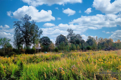 Duża działka letniskowa w pobliżu jez Wierzchowo - Stare Wierzchowo  -
Zachodniopomorskie Zdjęcie nr 11