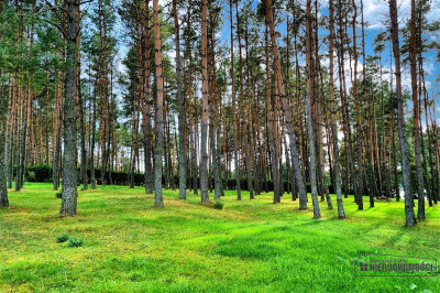 Dostęp do jeziora plaża teren i las Dołgie - Dołgie  -
Zachodniopomorskie Zdjęcie nr 14