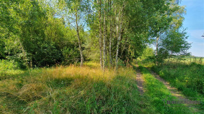 Duża działka siedliskowa nad Jeziorem Kiełpino - Kiełpino   -
Zachodniopomorskie Zdjęcie nr 13